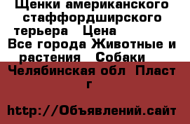 Щенки американского стаффордширского терьера › Цена ­ 20 000 - Все города Животные и растения » Собаки   . Челябинская обл.,Пласт г.